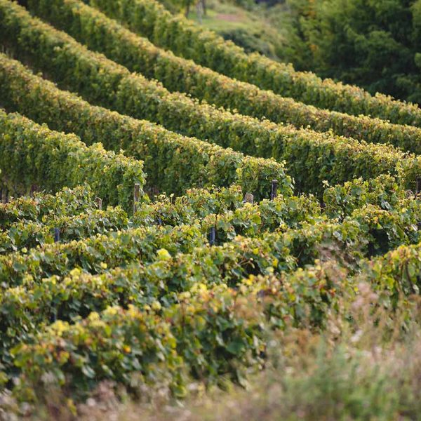 Weingut Marion Boos Reben